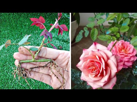 Best Method To Propagate Rose PLANT Using Natural Aloe Vera Rooting Hormone Best Method To Propagate Rose PLANT Using Natural Aloe Vera Rooting Hormone