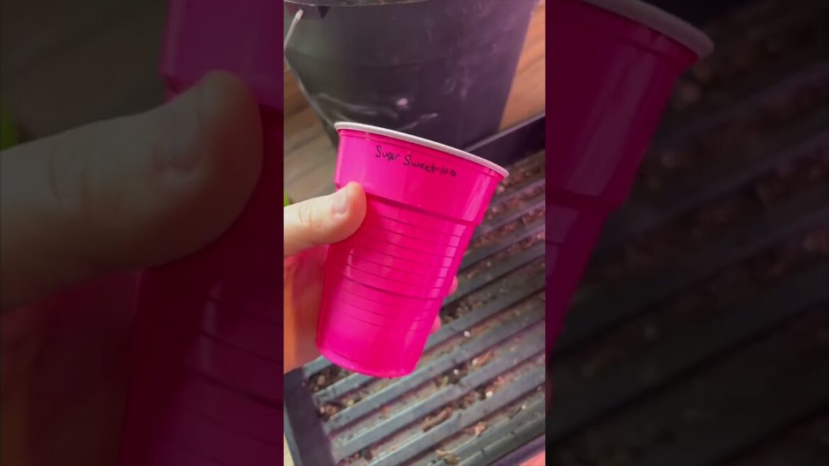 Start Tomatoes the Smart Way! #garden #gardening #shorts Start Tomatoes the Smart Way! #garden #gardening #shorts