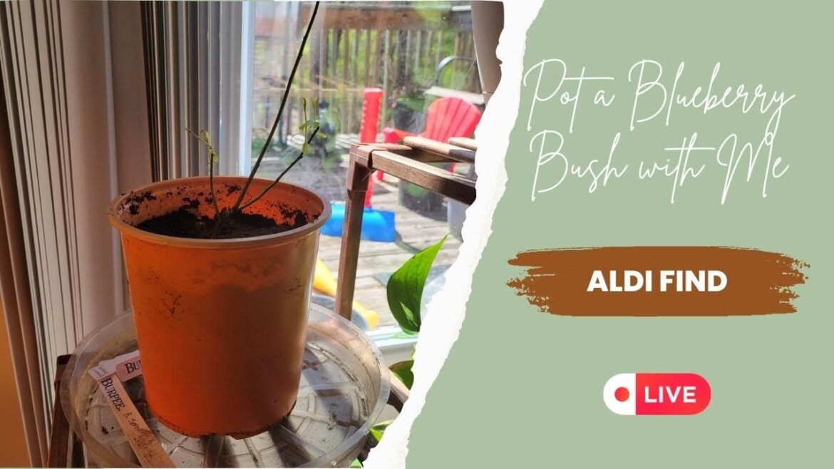 Life within the Garden | Potting My New Blueberry Bush Life within the Garden | Potting My New Blueberry Bush