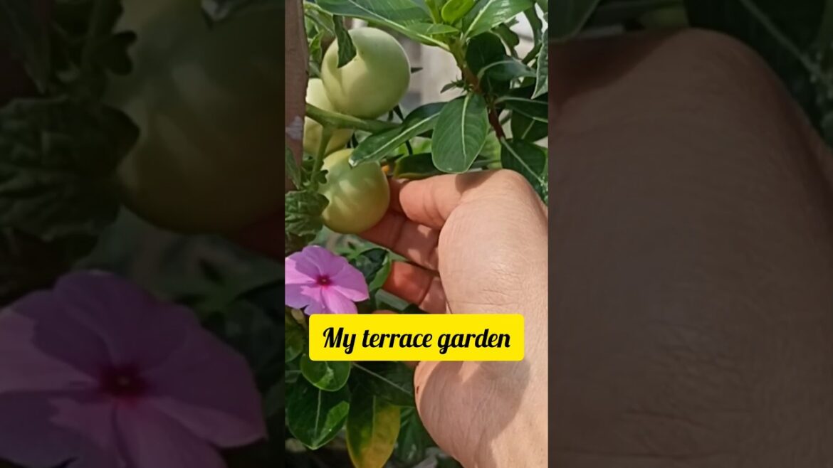 My Little Terrace Garden is My Green Haven #shortsfeed (Ideas for Beginners) My Little Terrace Garden is My Green Haven #shortsfeed (Ideas for Beginners)