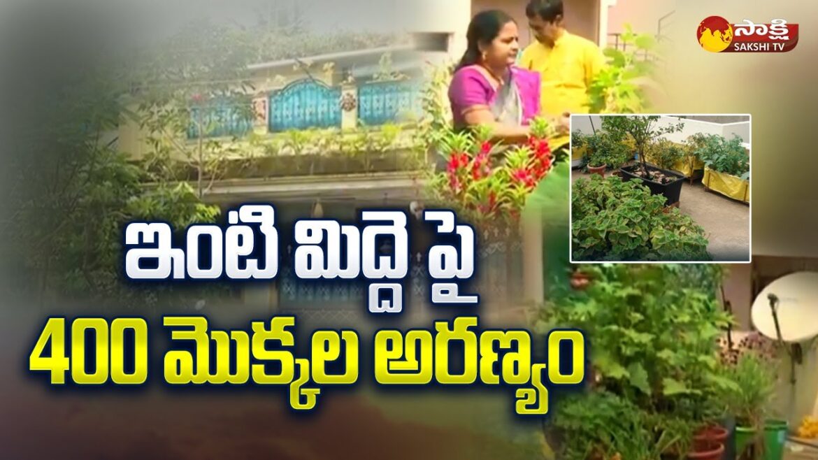 Terrace Gardening By Sesha Kumari : ఇంటి మిద్దె పై 400 మొక్కల అరణ్యం @SakshiTV Terrace Gardening By Sesha Kumari : ఇంటి మిద్దె పై 400 మొక్కల అరణ్యం @SakshiTV
