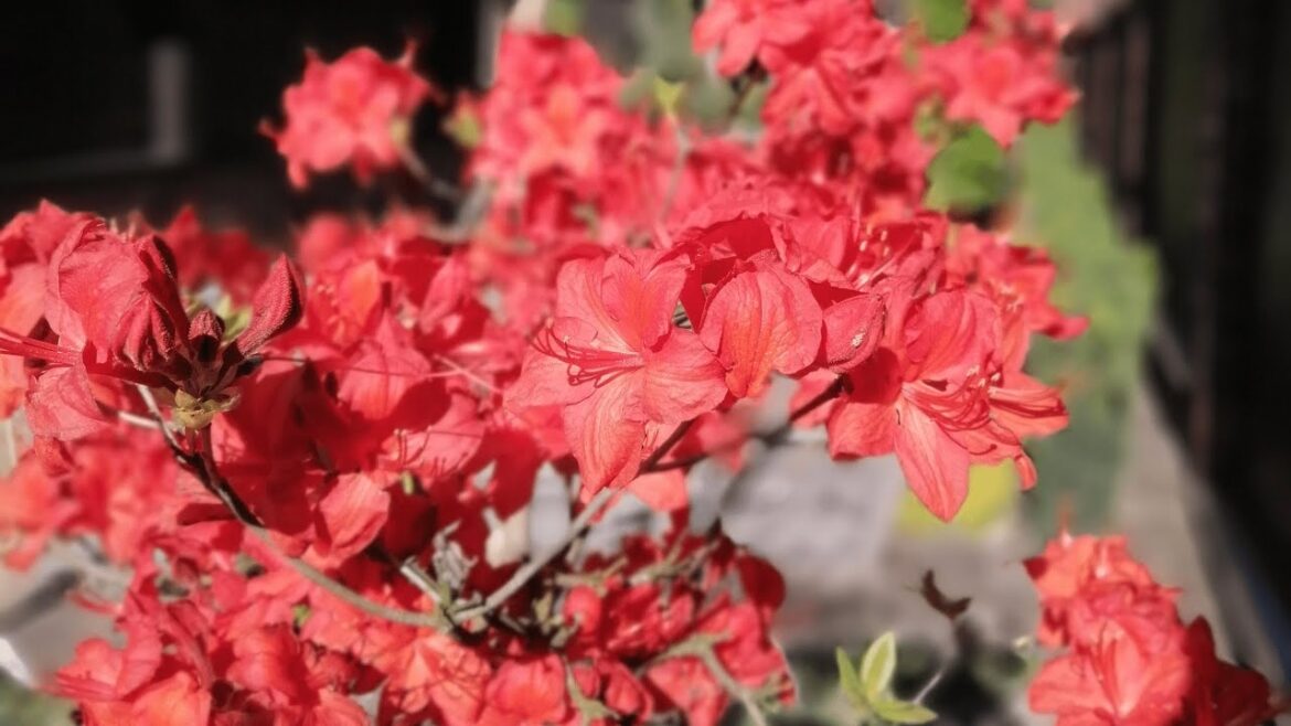 Garden design ideas. Creative Garden Landscaping Ideas for Small Spaces