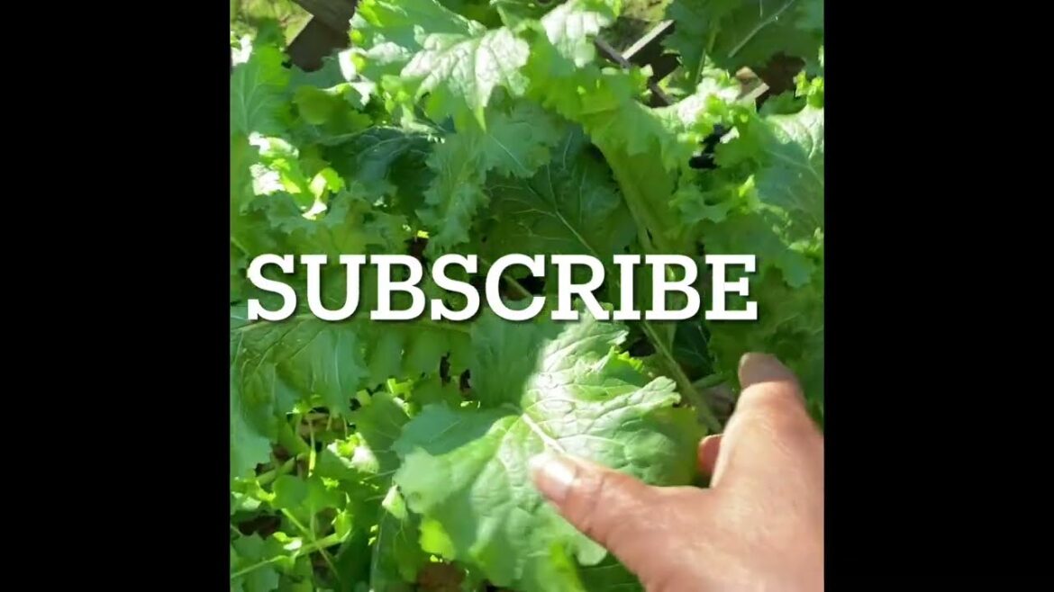 Container Garden Update and Harvesting Mustard Greens