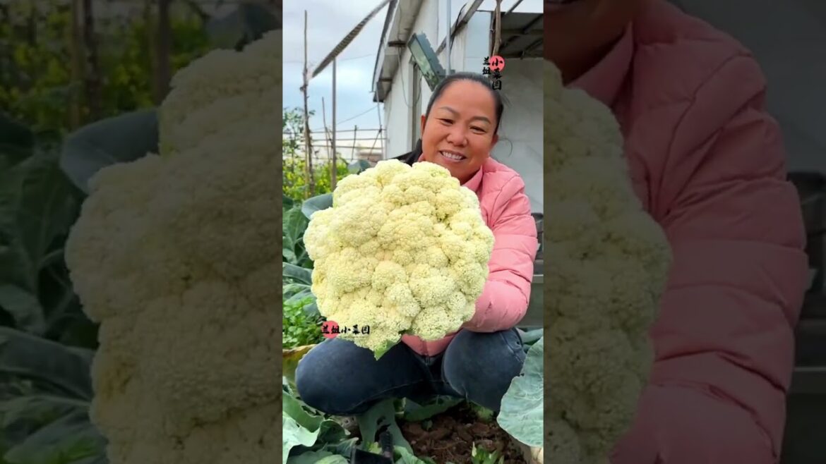 #390 Harvest Vegetable on rooftop garden