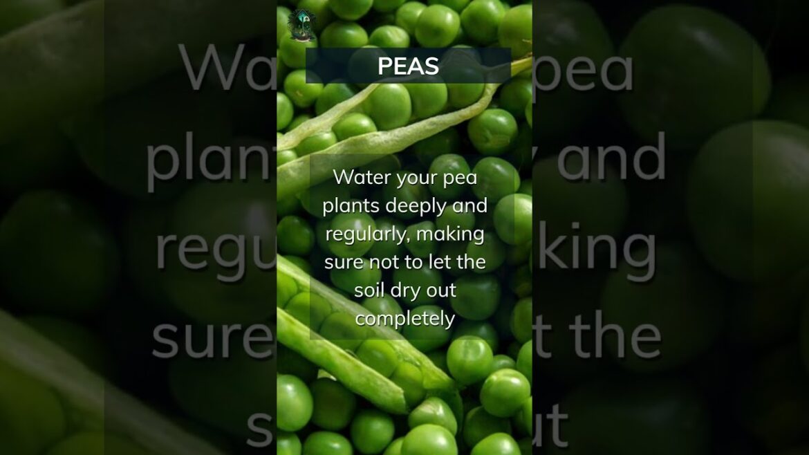 Peas Growing Basics. Add your tips below 👇 #peas #basics #tips Peas Growing Basics. Add your tips below 👇 #peas #basics #tips