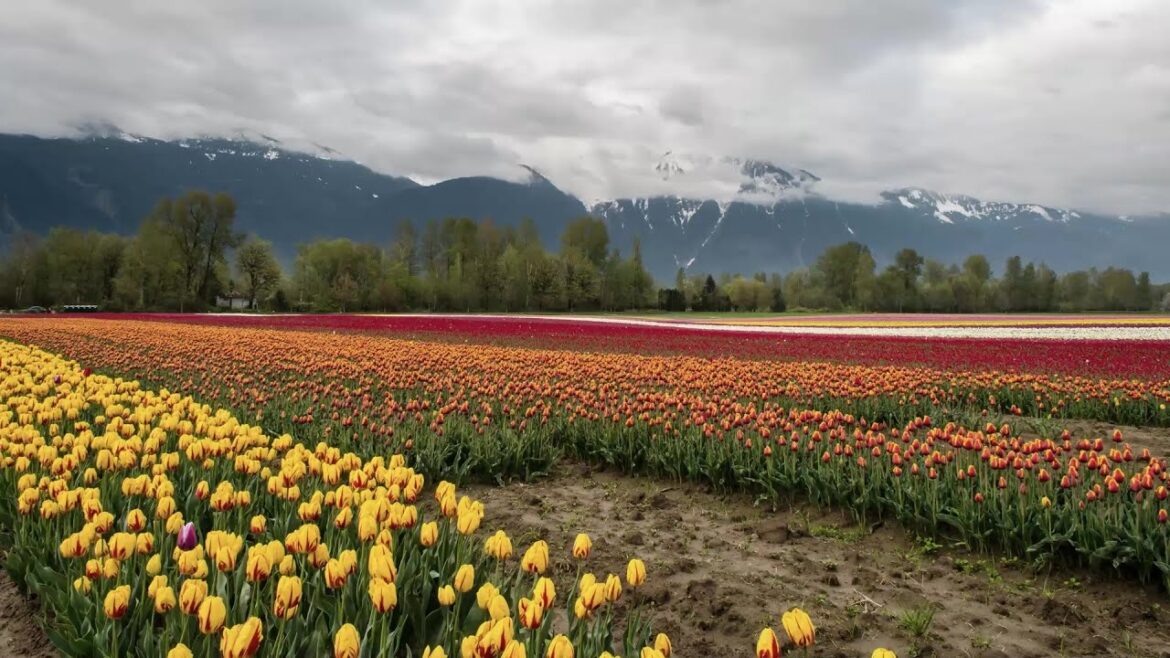 SERENITY IN BLOOM PEACEFUL MUSIC FOR A TRANQUIL GARDEN EXPERIENCE #relaxing #amazing