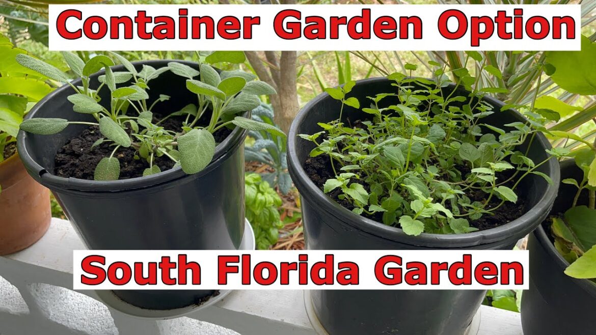 Container Garden Option | South Florida Garden