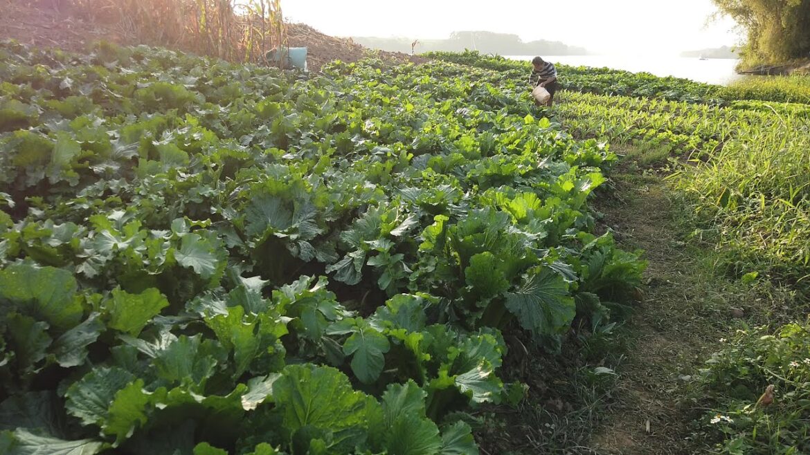 Chinese Vegetable Gardens in Rural Village | Growing Vegetables in China | Guangxi Province | 中国菜园 Chinese Vegetable Gardens in Rural Village | Growing Vegetables in China | Guangxi Province | 中国菜园
