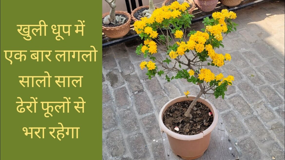 खुली धूप में बस एक बार लागलो सालो साल ढेरों फूल देगा #garden #tips #lantana