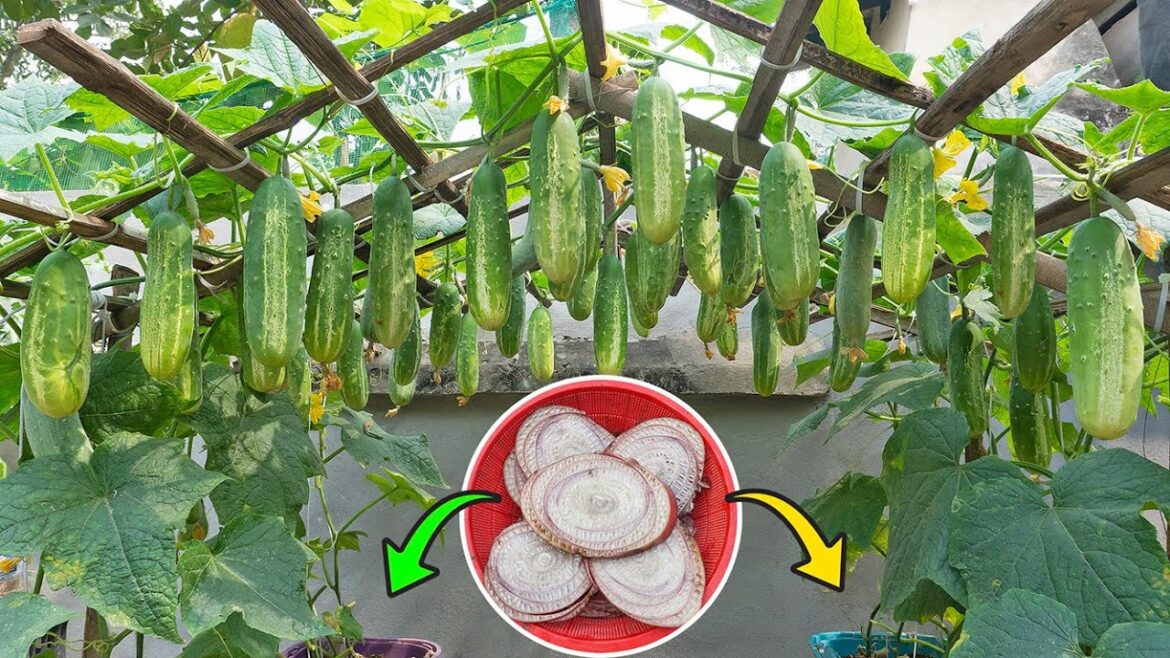 New Ideas, Growing cucumbers in wooden house for lots of fruit New Ideas, Growing cucumbers in wooden house for lots of fruit