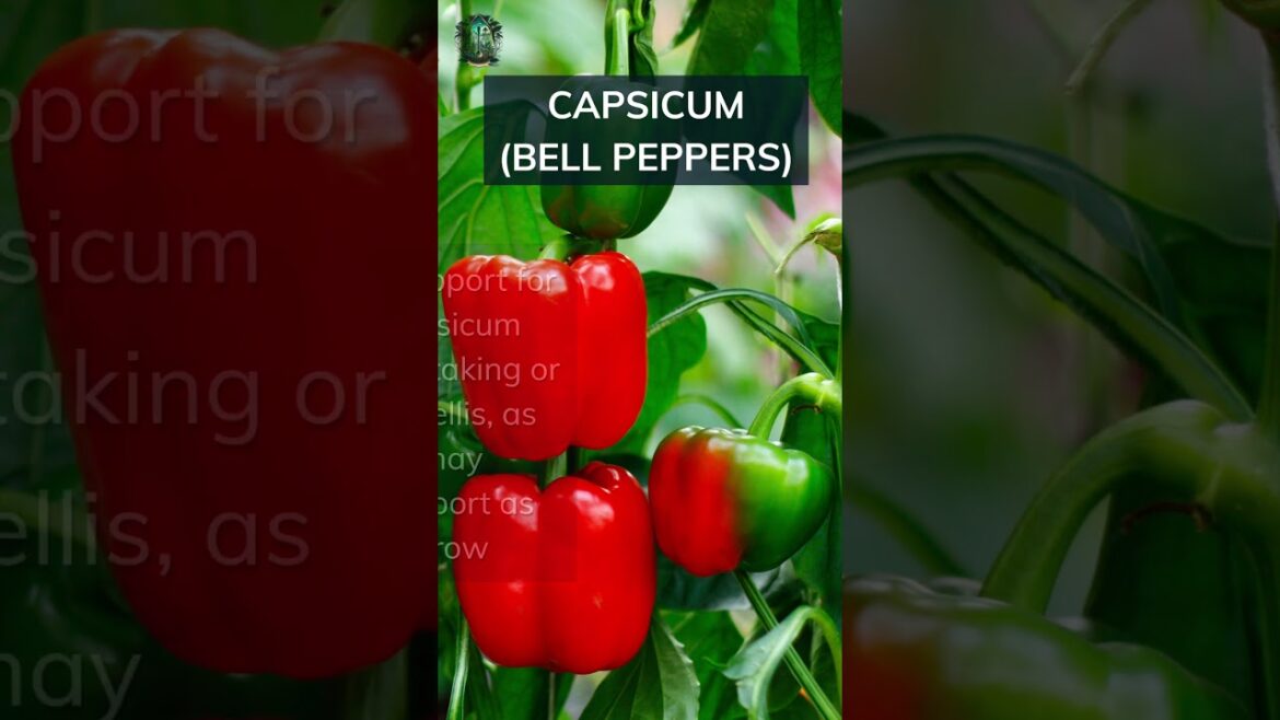 Capsicum (Bell Pepper) Growing Basics. Add your tips below 👇 #capsicum #basics #tips