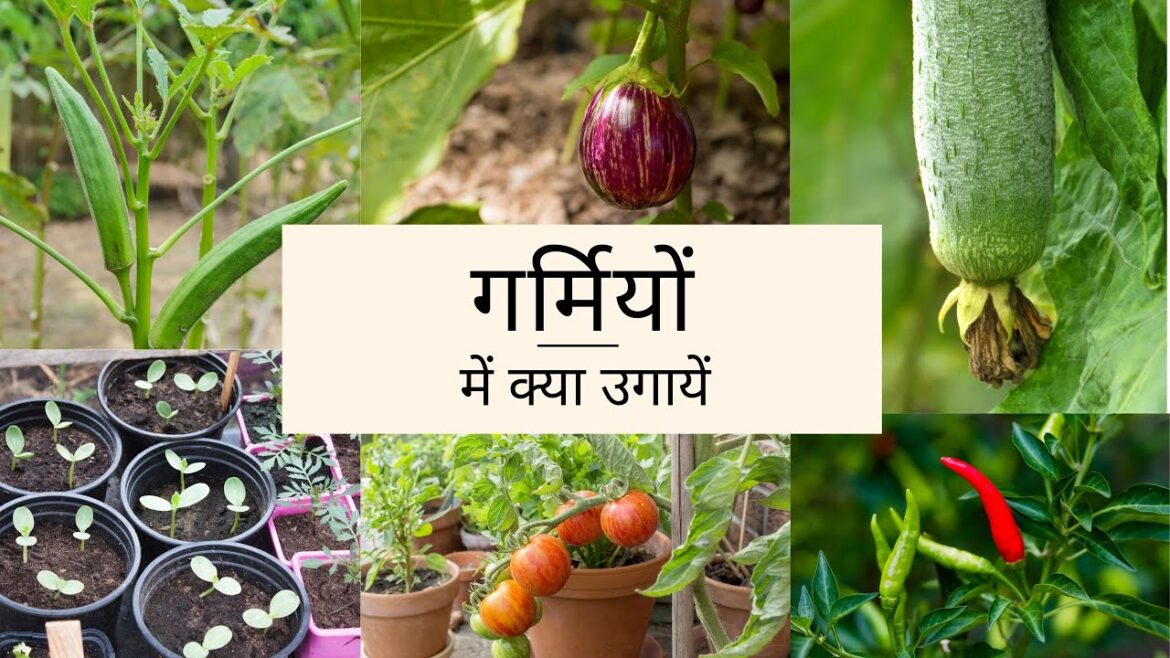Growing summer vegetables| Hindi