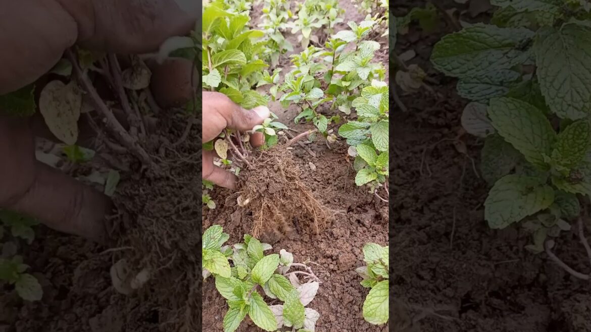 Result of mint propagation #shorts #youtubeshorts #gardening