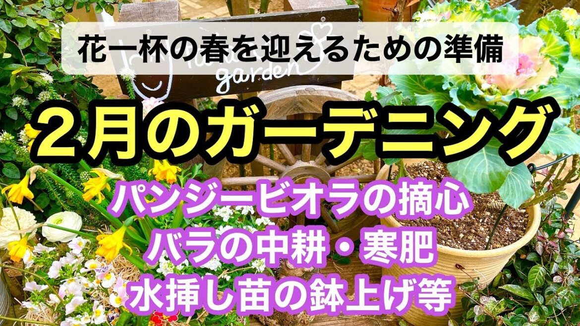 【春を迎える準備】パンジービオラの摘心・バラの中耕・寒肥・水挿し苗の鉢上げ・ユキヤナギの寒肥をまとめた動画です。#ガーデニング #japanesegardening #ビオラ #パンジー #バラ 【春を迎える準備】パンジービオラの摘心・バラの中耕・寒肥・水挿し苗の鉢上げ・ユキヤナギの寒肥をまとめた動画です。#ガーデニング #japanesegardening #ビオラ #パンジー #バラ