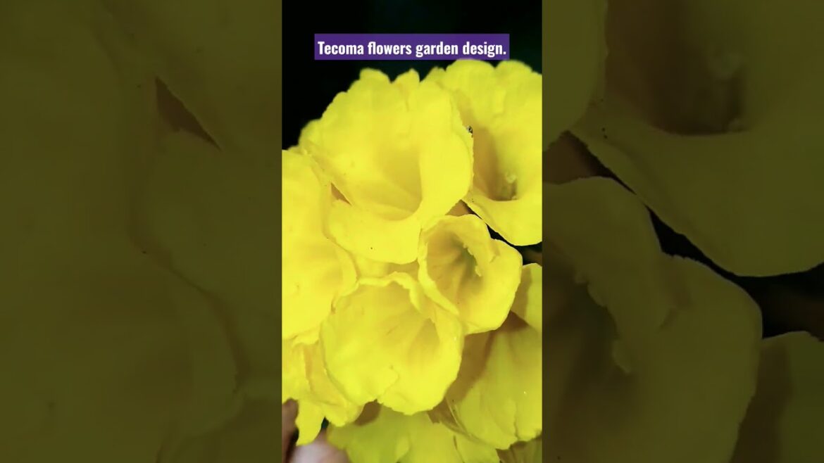 Tecoma flowers tree .Garden design ideas.Flowers Tree. #tecoma#flowers #gardening #design #shorts. Tecoma flowers tree .Garden design ideas.Flowers Tree. #tecoma#flowers #gardening #design #shorts.