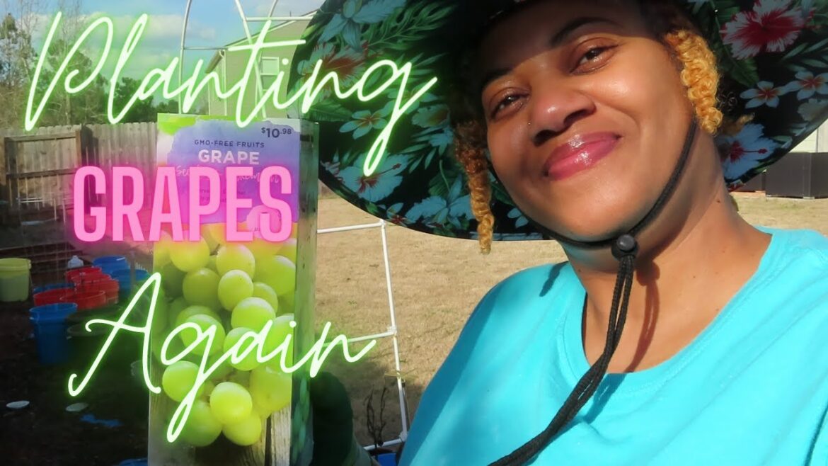 Planting Grapes Again… | Backyard Container Gardening Planting Grapes Again... | Backyard Container Gardening