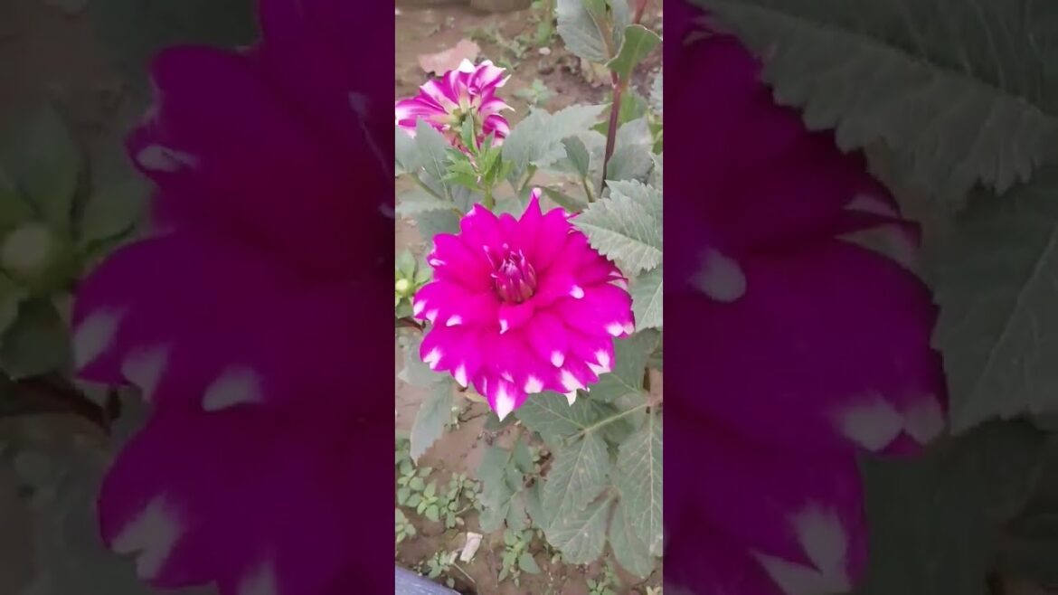 क्या फूल चढ़ाऊँ मैं। kya phool chadhaoon mai, prkriti ka anupam roop,#vandna #arti #stuti #viral. क्या फूल चढ़ाऊँ मैं। kya phool chadhaoon mai, prkriti ka anupam roop,#vandna #arti #stuti #viral.