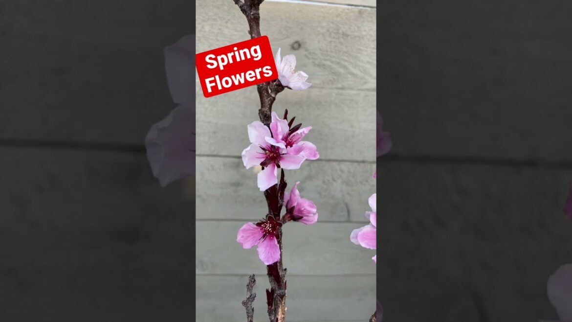 Peach trees are blooming~ 🍑 🌸 #shorts #gardening #spring #flowers #homestead Peach trees are blooming~ 🍑 🌸 #shorts #gardening #spring #flowers #homestead