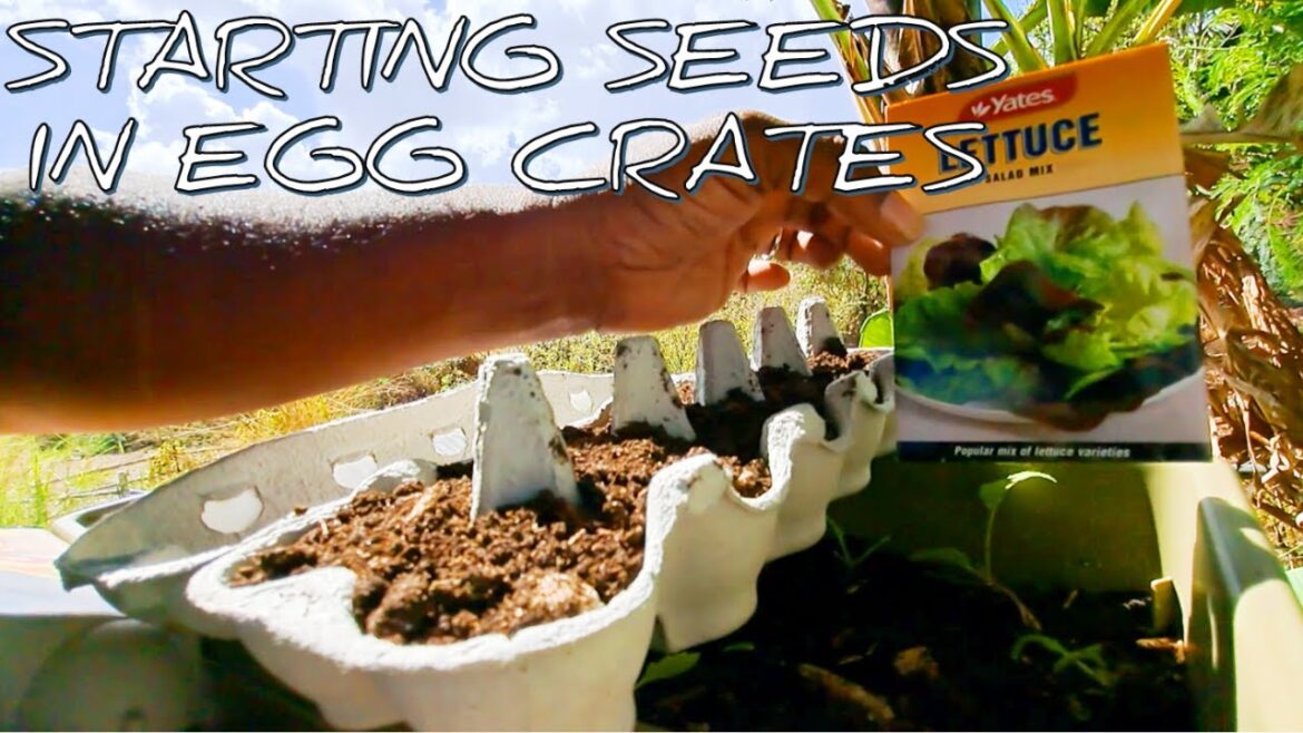 Starting Seeds In Egg Crates | #gardeningthroughthewindow Starting Seeds In Egg Crates | #gardeningthroughthewindow