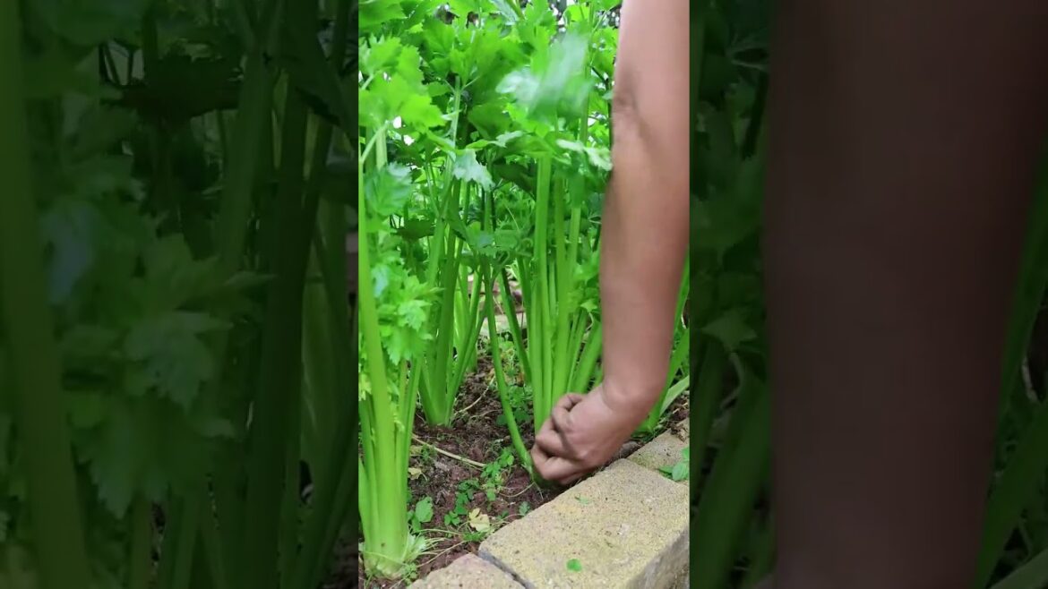 Beautiful Nature with Rural Life (P148) - Harvesting celery