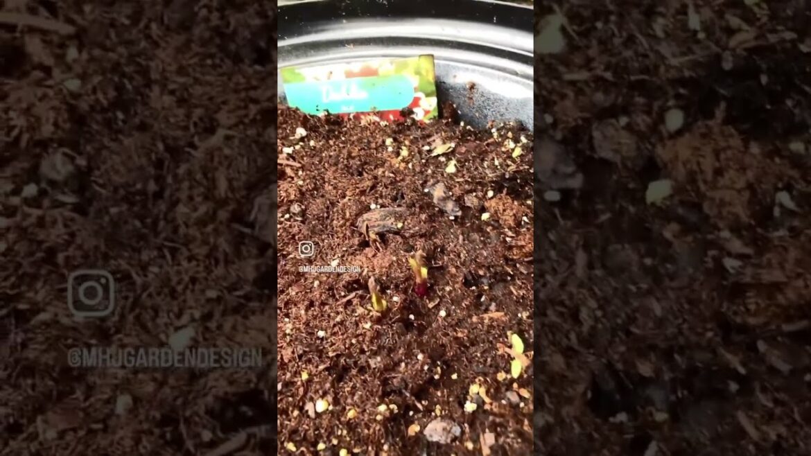 3 Stages of Dahlias • MHJ Garden Design 3 Stages of Dahlias • MHJ Garden Design