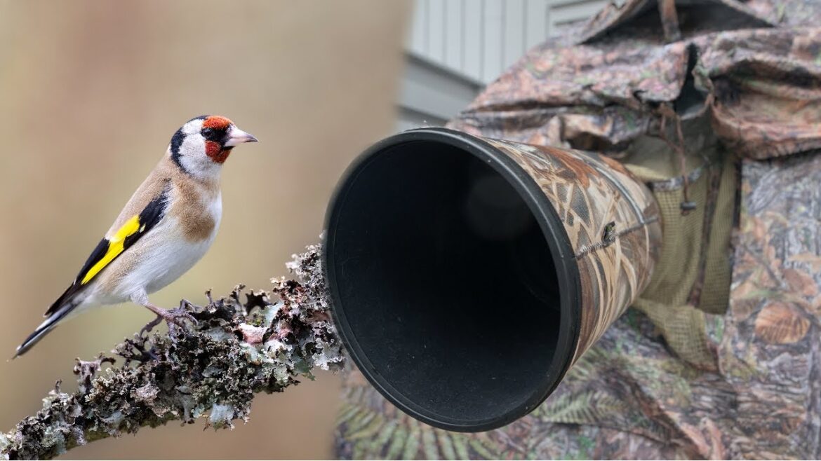 BIGINNER TIPS to BIRD PHOTOGRAPHY // Garden birds from start to finish BIGINNER TIPS to BIRD PHOTOGRAPHY // Garden birds from start to finish