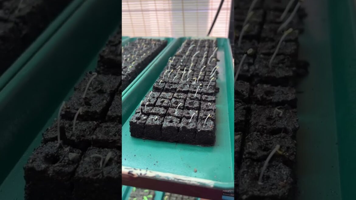 Birthing celosia