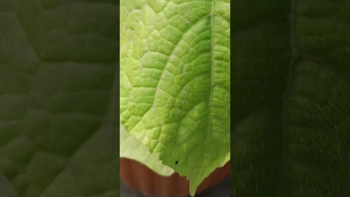 grow cucumber in 5 inch pot 🥒🥒#ytshorts #gardening #growfromseed #cucumber