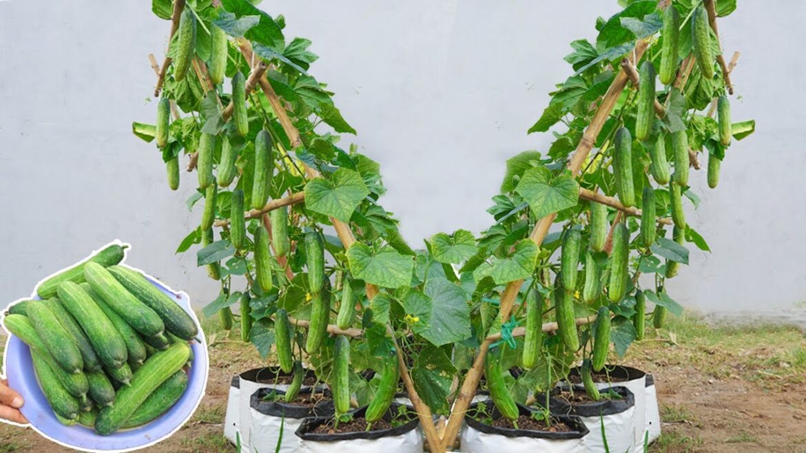 Tips to grow high yielding cucumbers at home, if you do it this way