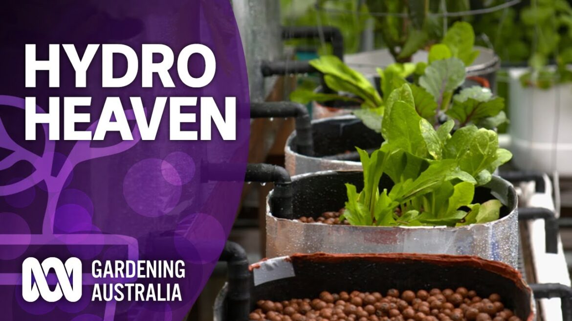 How to create a hydroponic heaven | Wow to | Gardening Australia How to create a hydroponic heaven | Wow to | Gardening Australia