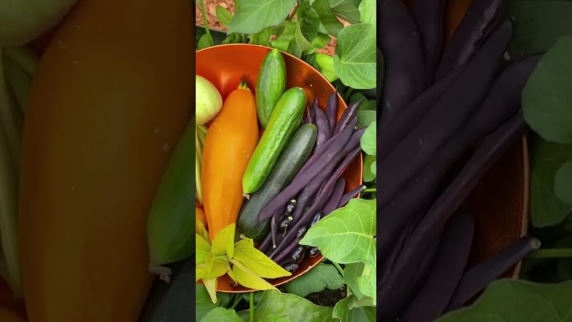 Grow your own rainbow 👩‍🌾🌱 #gardening #short #shorts