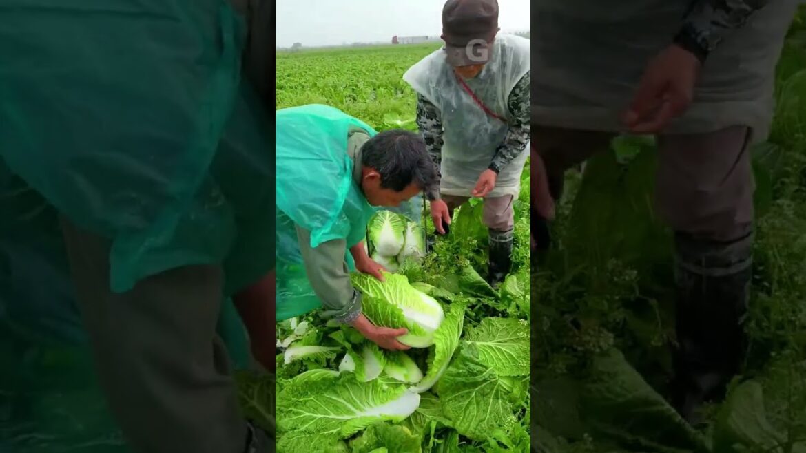 Cabbage harvest G4362