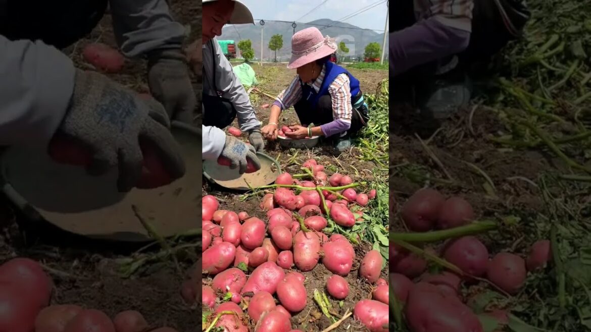 Good potato season! G4373