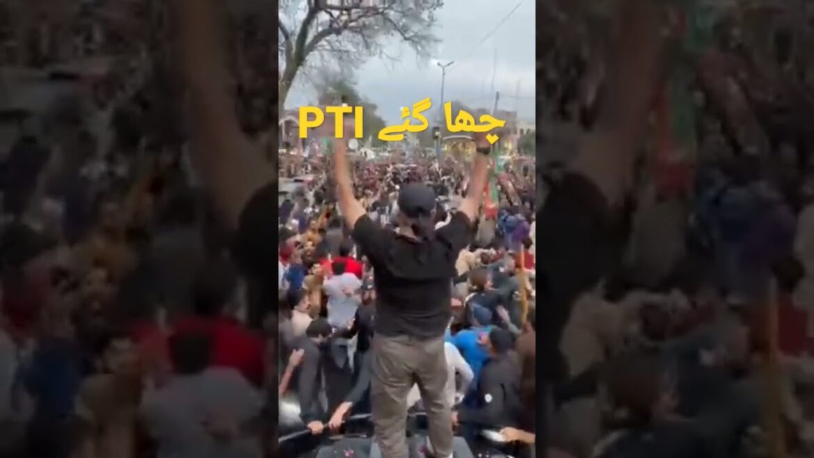 #shorts #FelineFrenzy#CatsGoneWild#PurrfectMoves#MeowMadness#KittyCraziness#CatConcert#