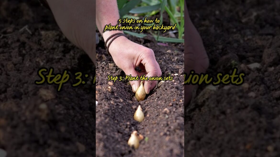 Gardening Tips: 5 steps on how to plant Onion in your backyard