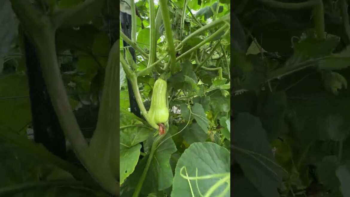 How Vegetable Garden in America Home Look? ❤️