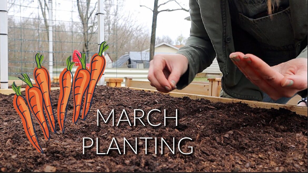 Let’s finish a garden bed! And direct sowing PEAS and CARROTS Let's finish a garden bed! And direct sowing PEAS and CARROTS