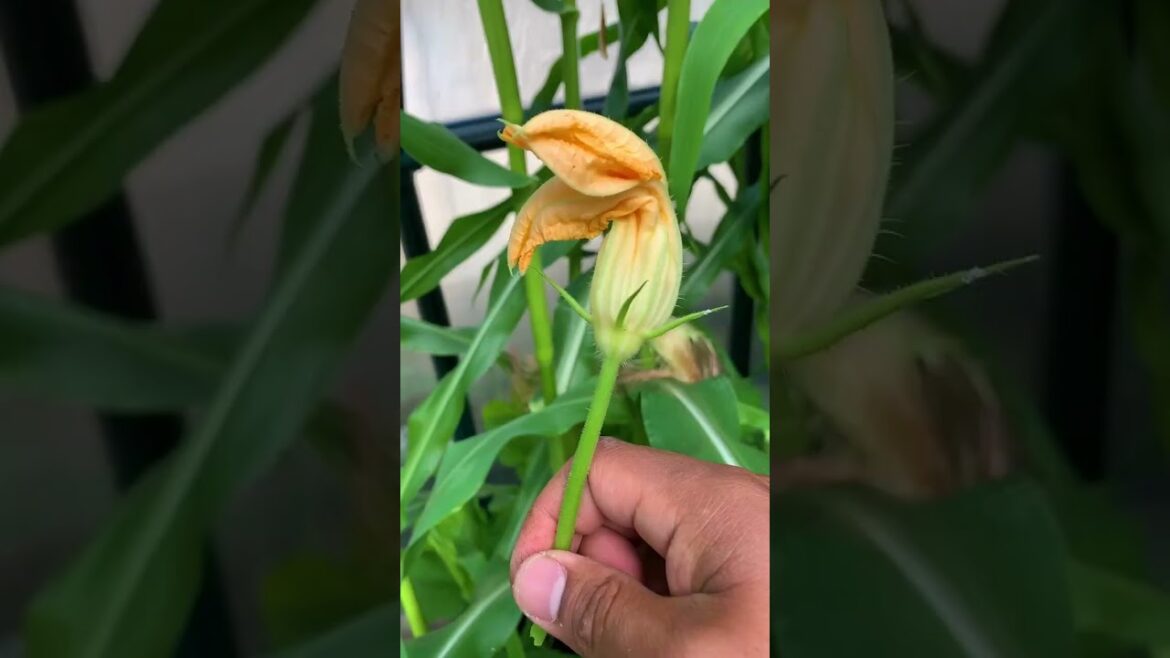 Growing vegetables inside the greenhouse - hand pollination required!