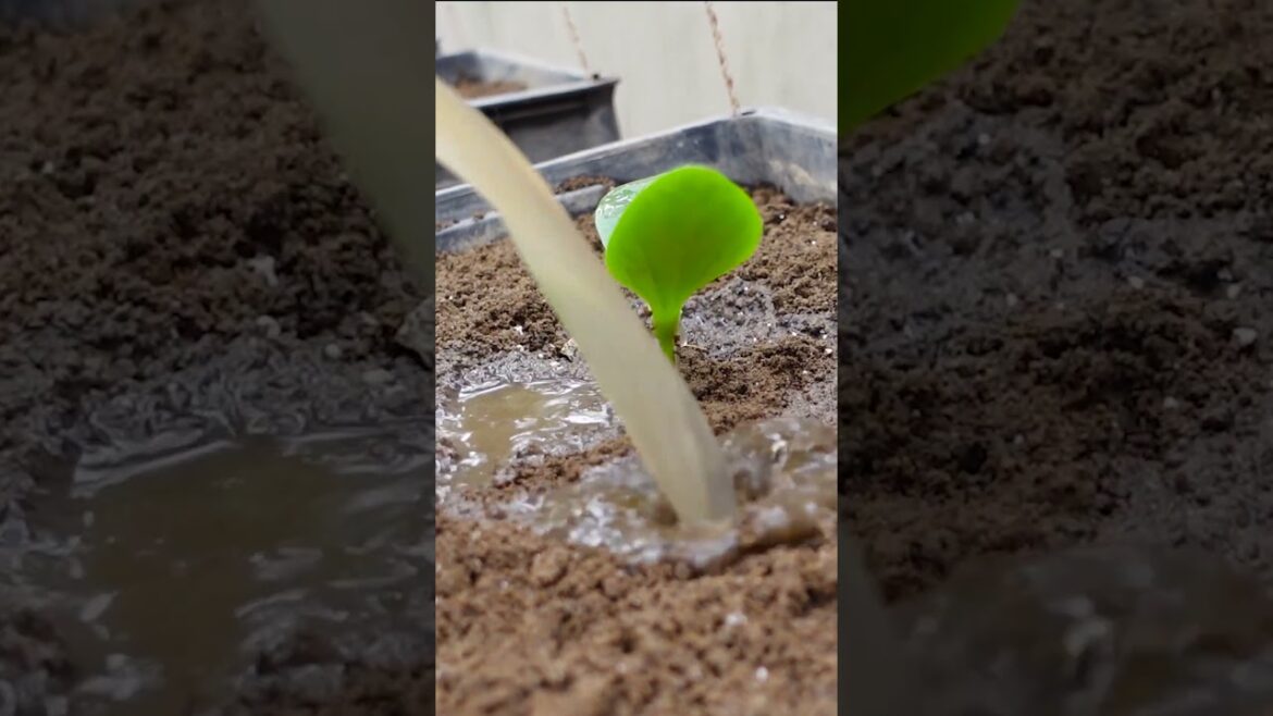 Unbelievable Secret to Growing Zucchini Everyone Should Know!