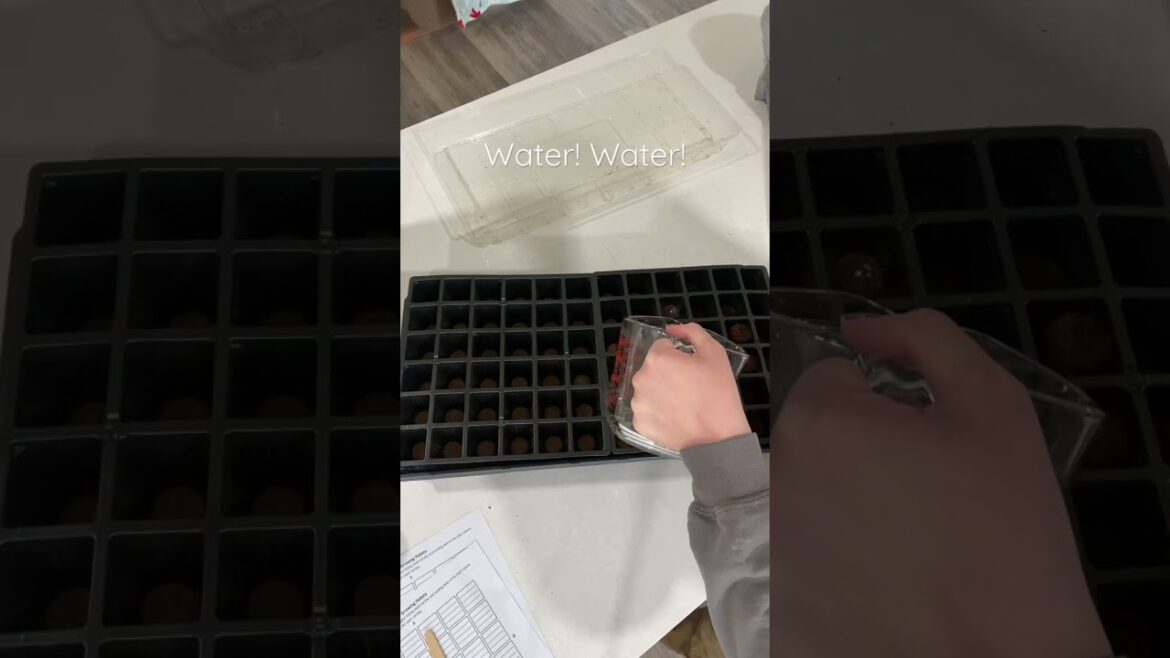 Easy Seed Starter | Gardening For Beginners & Kids  #gardening #gardeningtips #plants