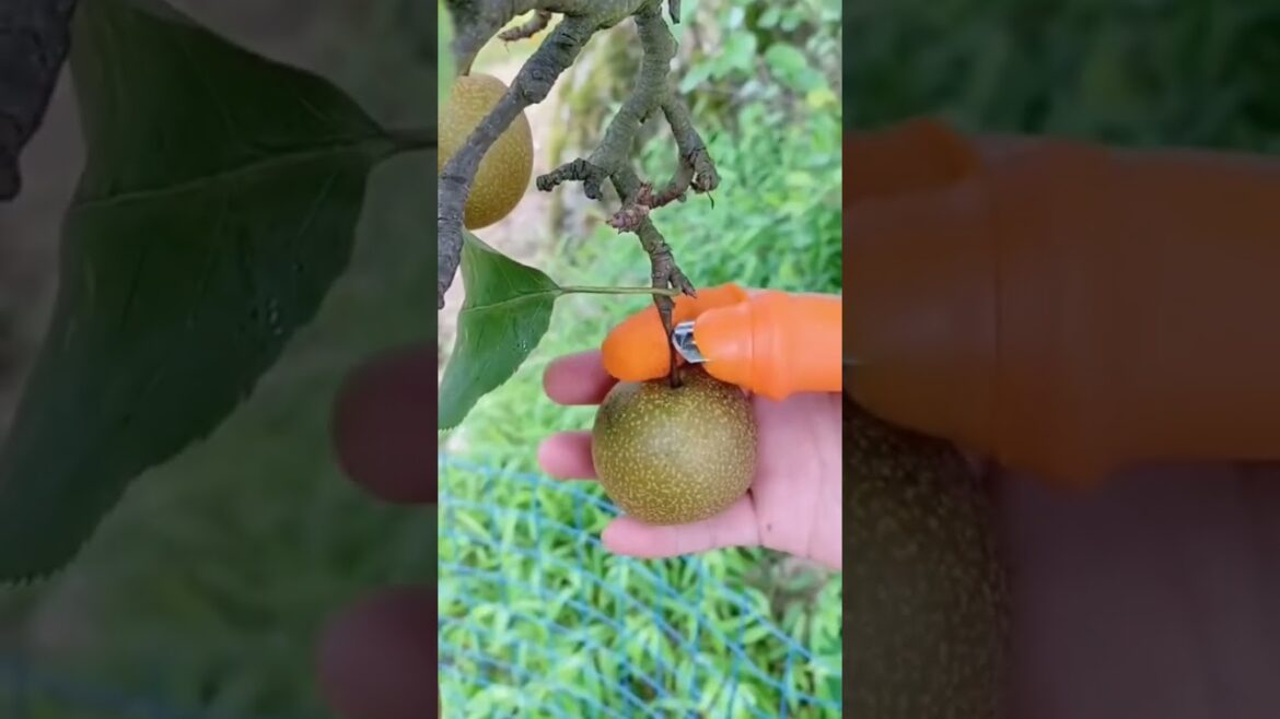 Silicone Thumb Knife Finger Kitchen Accessories Fruit Picking Blade Scissors Garden Tools #shorts