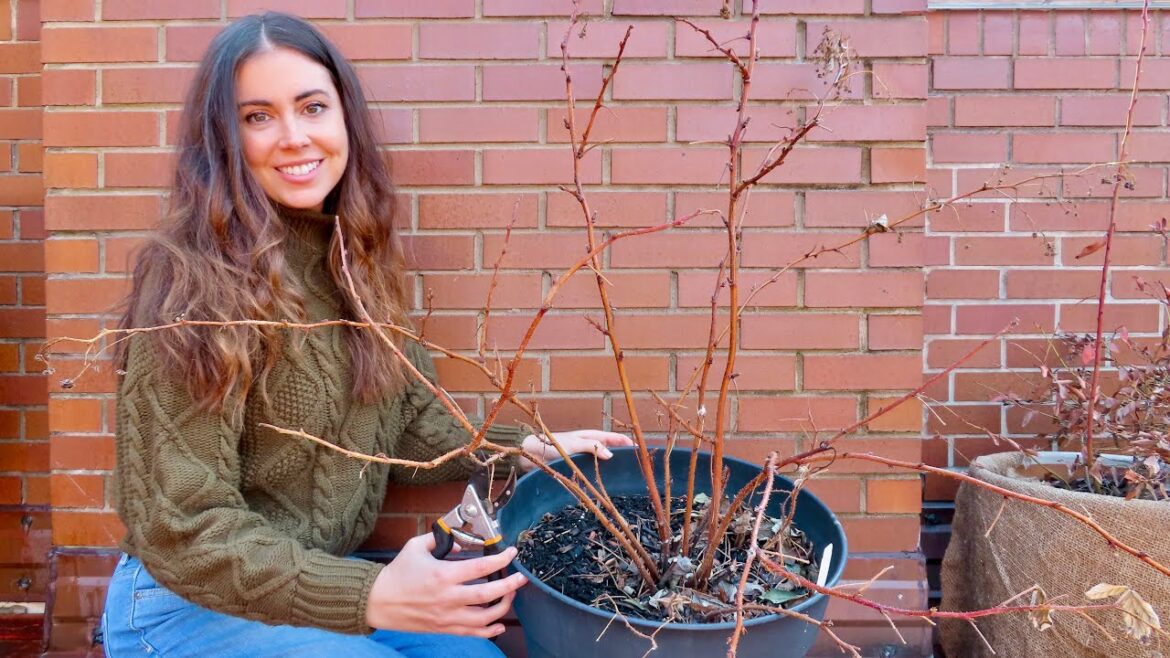 Pruning Container Raspberries | Two Methods