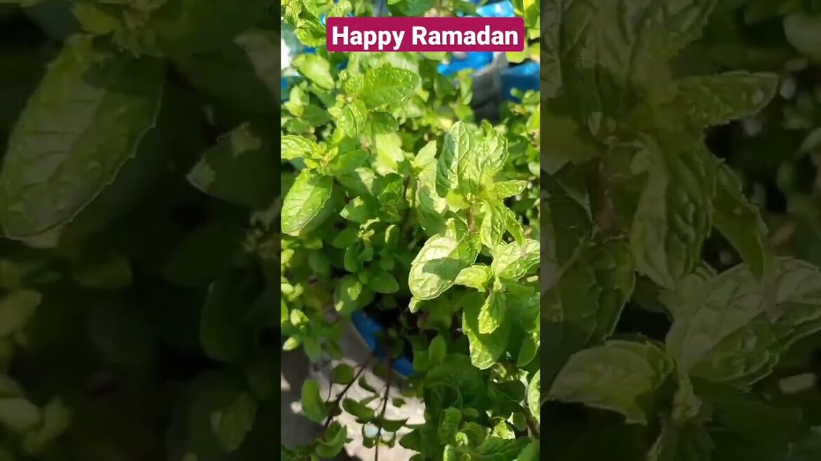 Happy Ramadan #iloveplants #containergardening #mint