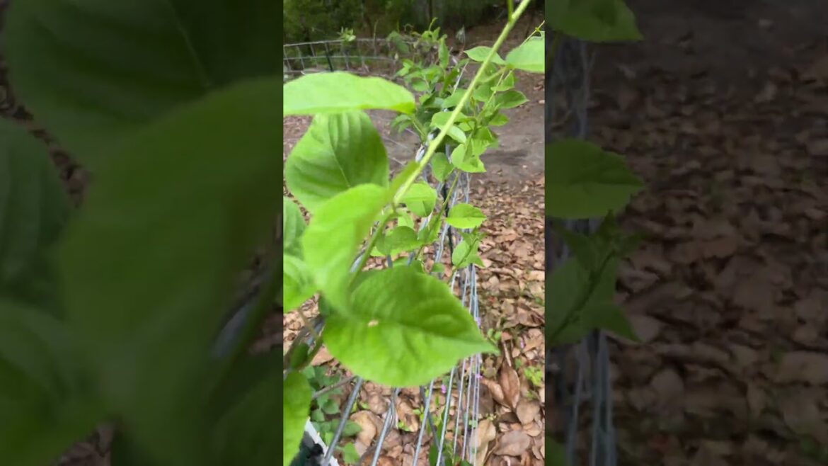 Second year of Kiwi! #gardening #nature #garden #plant