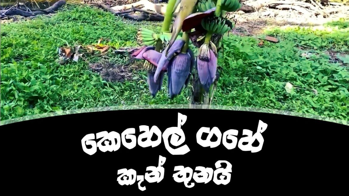 එක ගහේ කැන් 3 යි | Special banana planting technique