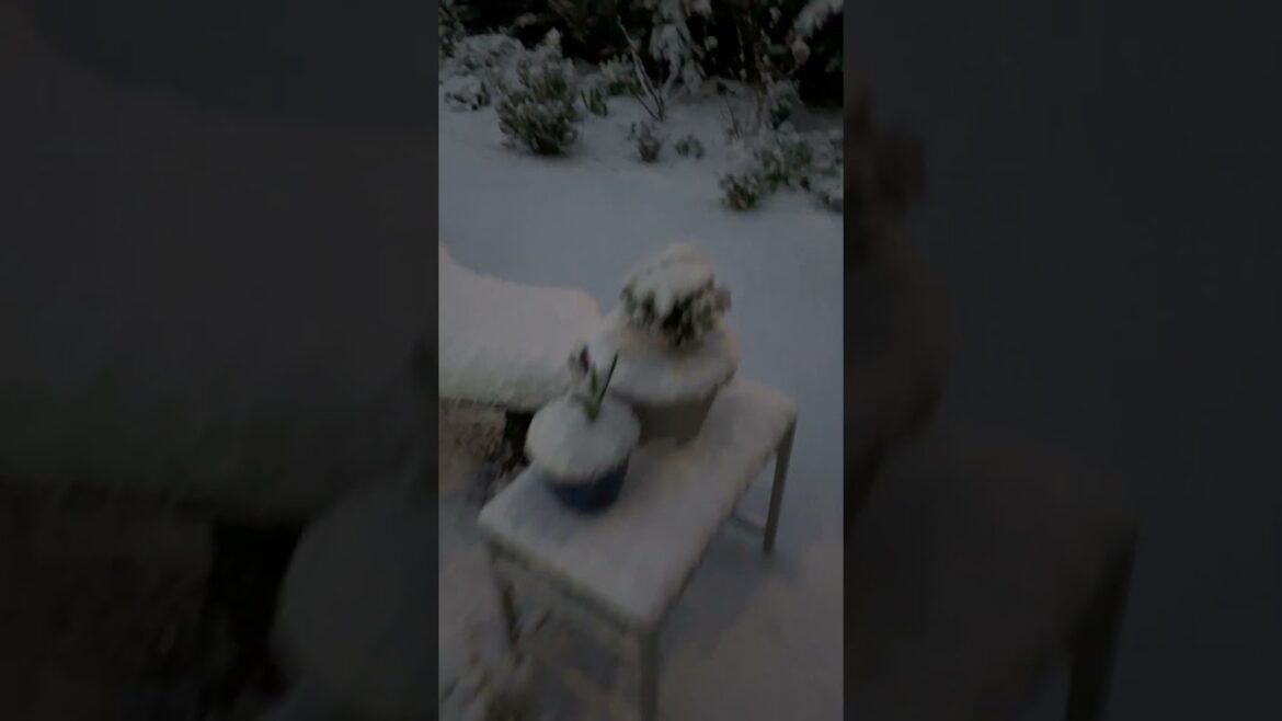 Front Garden in the snow