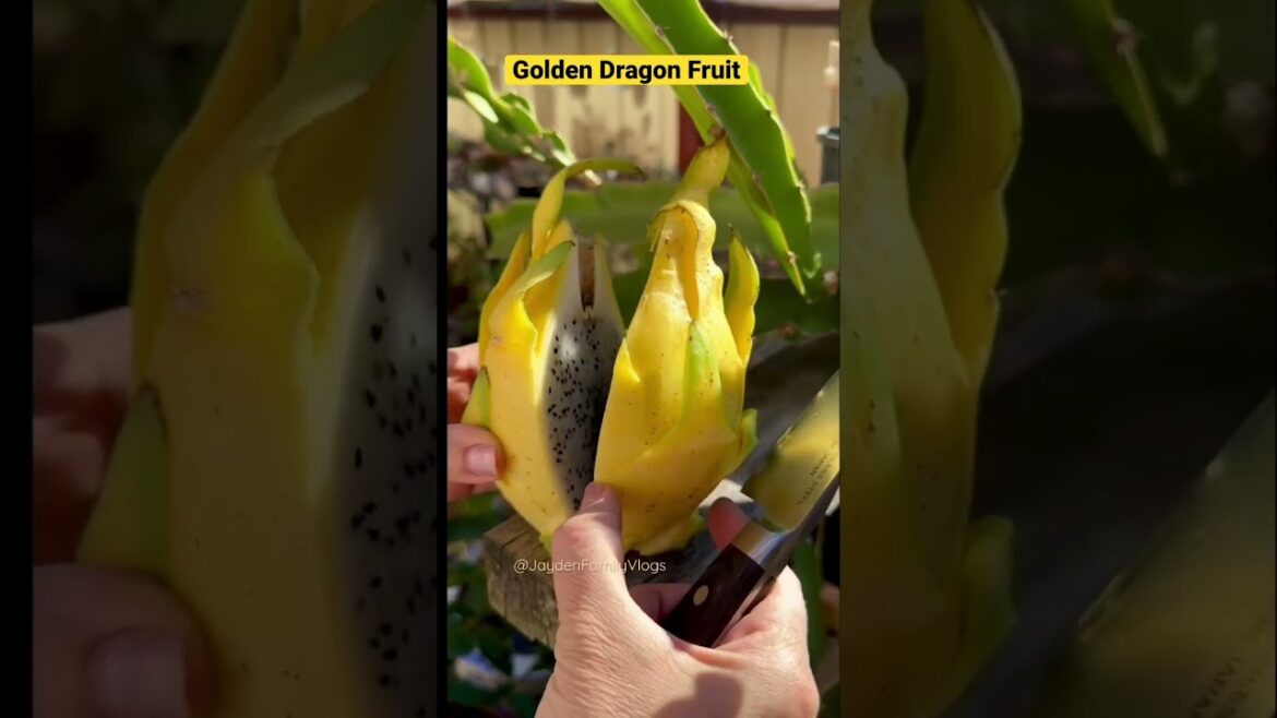 Golden Dragon Fruit ⭐️😱 #shorts #satisfying #fruitcutting #fruit #dragonfruit #gold