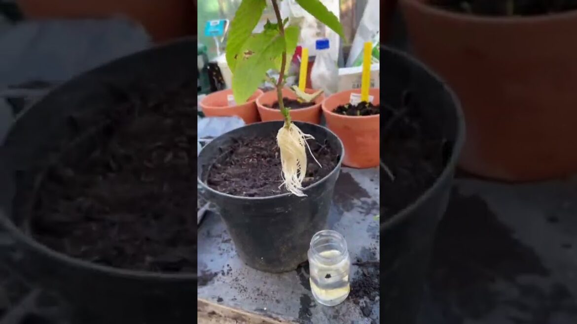 EASY HOME GARDENING TIPS | SIMPLE GARDEN TIPS | GARDENING IDEAS #shorts #ytshorts #shortsfeeds EASY HOME GARDENING TIPS | SIMPLE GARDEN TIPS | GARDENING IDEAS #shorts #ytshorts #shortsfeeds