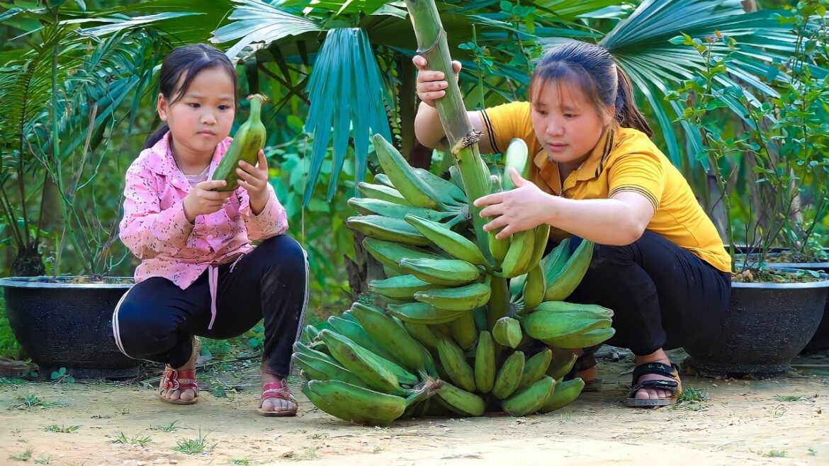 Harvest garden vegetables Bring to the market to sell, Grow ginger with.daughter – Lưu Linh Harvest garden vegetables Bring to the market to sell, Grow ginger with.daughter - Lưu Linh