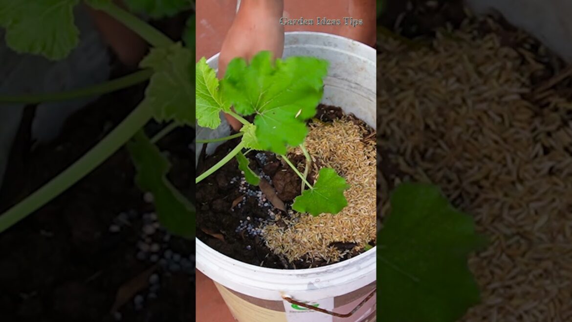 Garden Idea Tips #garden #tiktok #videoshorts